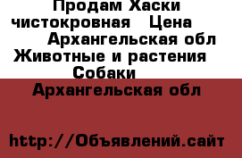 Продам Хаски чистокровная › Цена ­ 15 000 - Архангельская обл. Животные и растения » Собаки   . Архангельская обл.